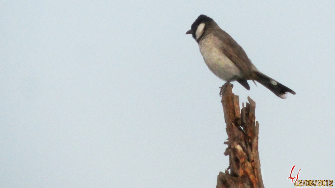 Bulbul...