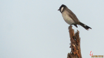 Bulbul...