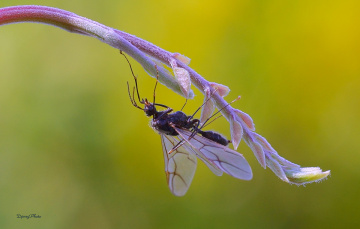 Winged ants
