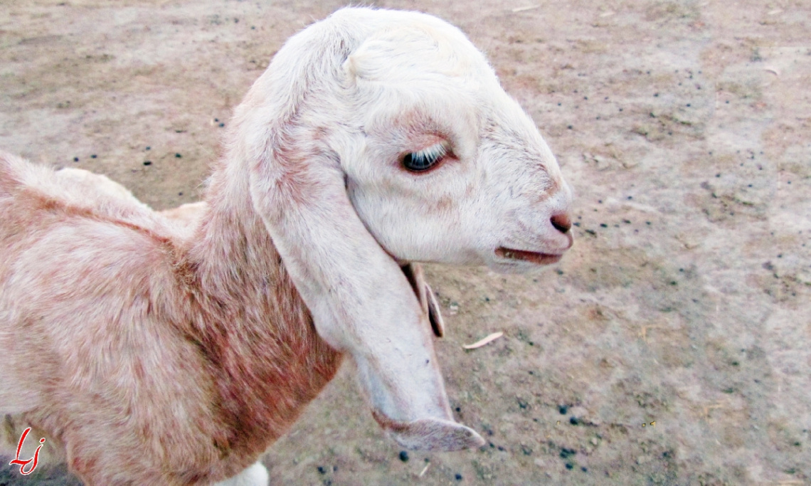 Lamb