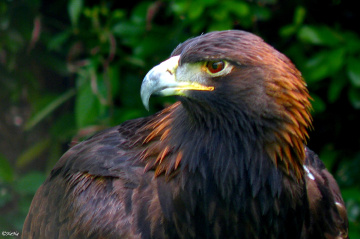 Harris's Hawk