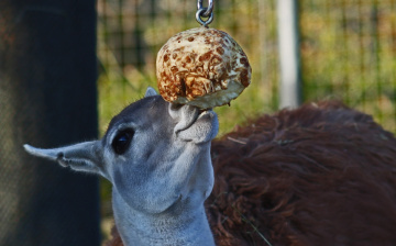 Lama