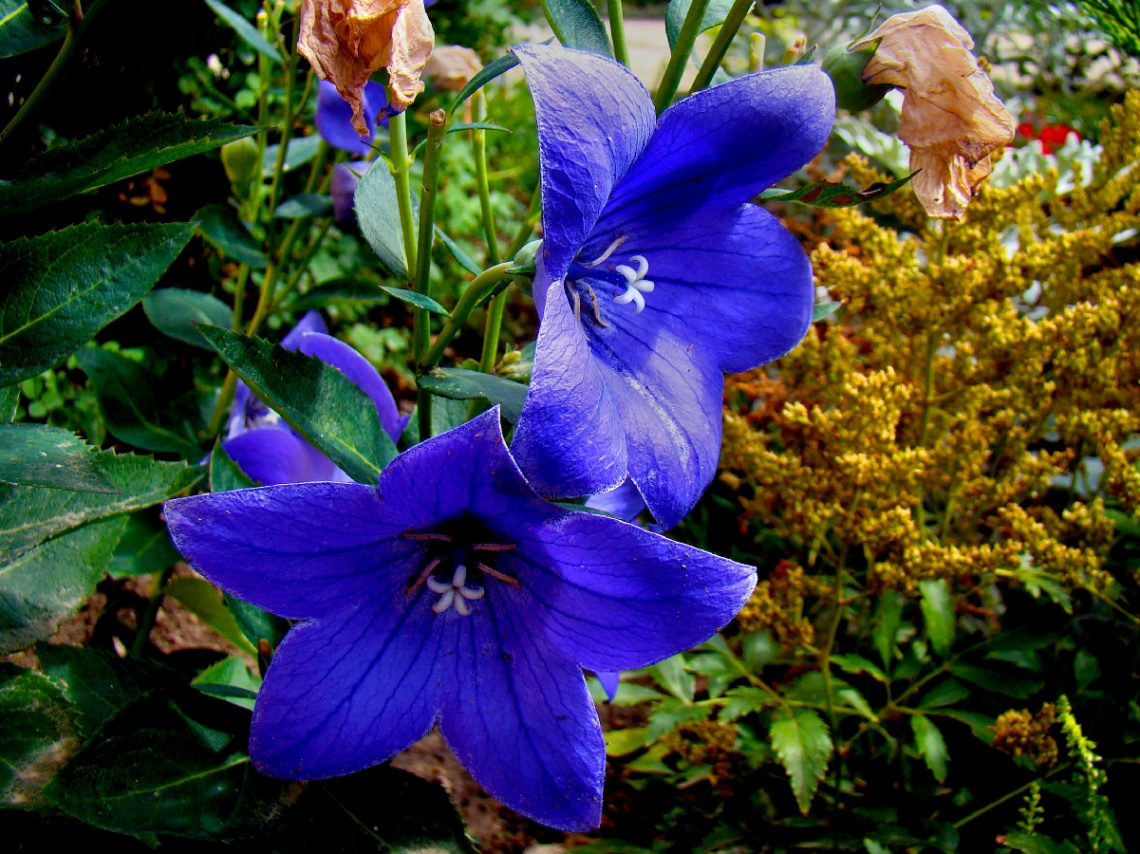 BLÜTEN