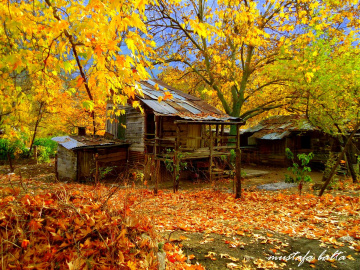 Miniciks Hayatlar  Küçük Ev  