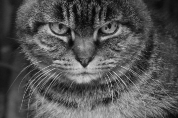 eyes
