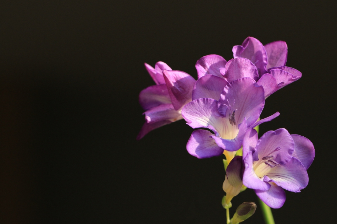 Freesia