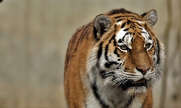 Amur Tiger