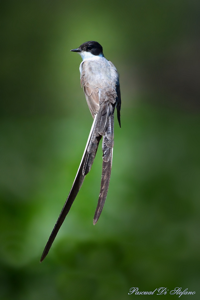 Tyrannus savana