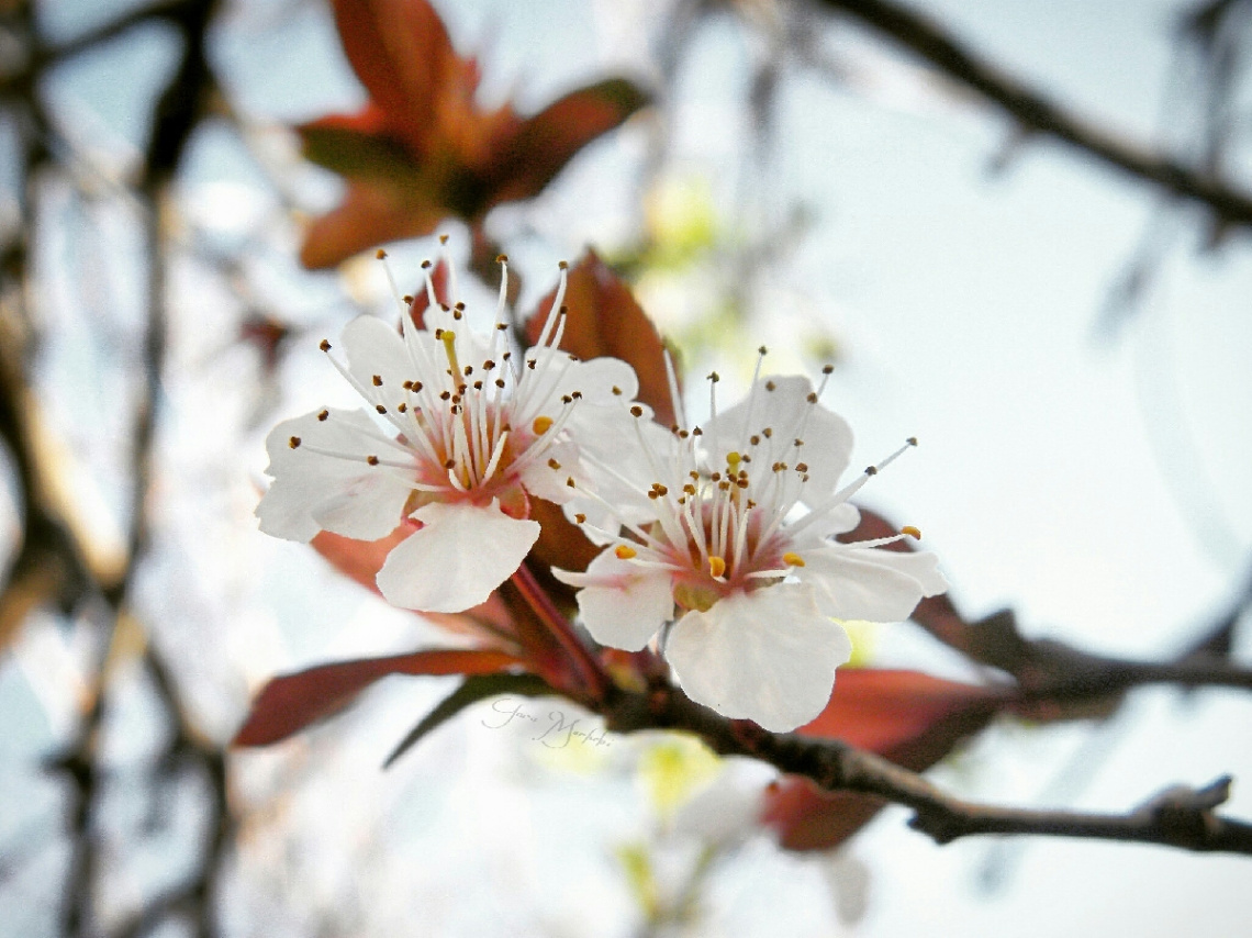 Spring blossom