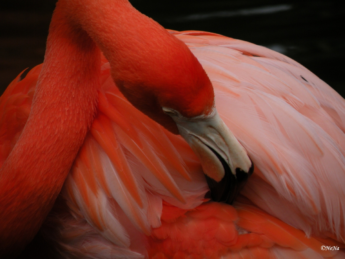 Flamingo