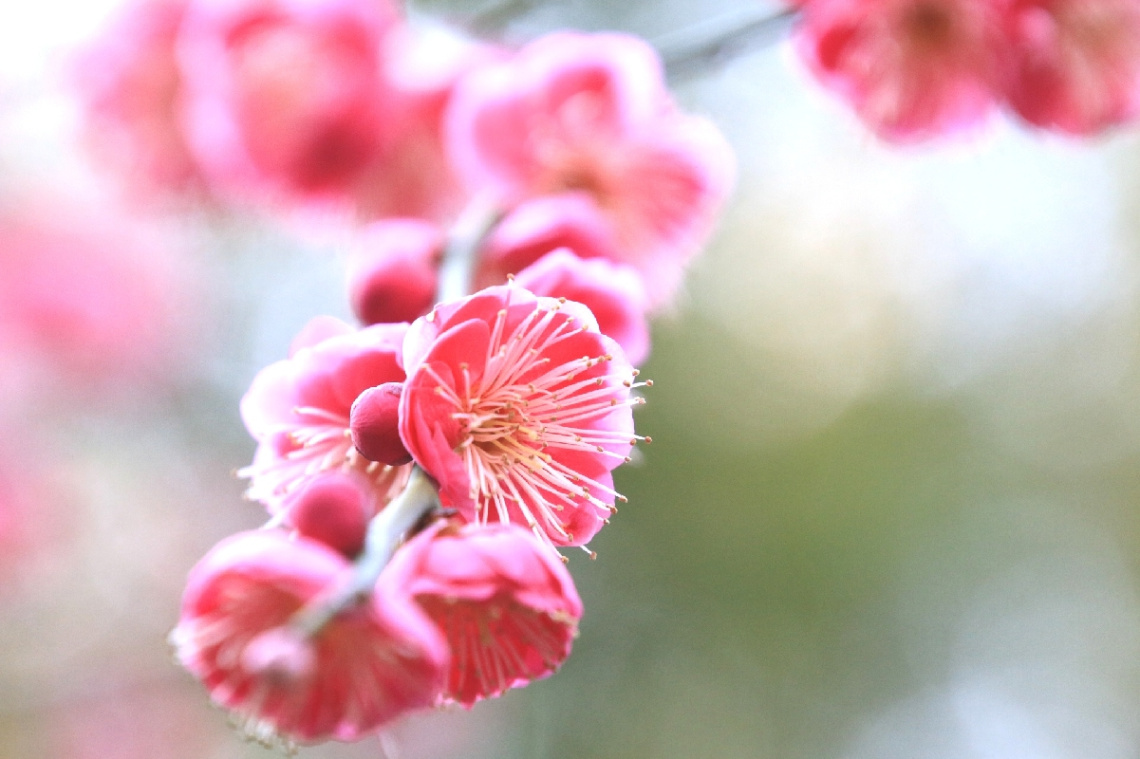 pink