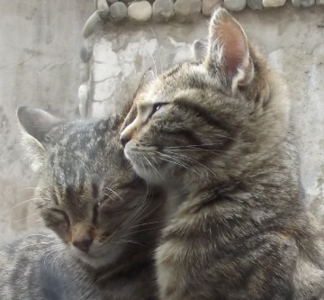 kardeşlik...