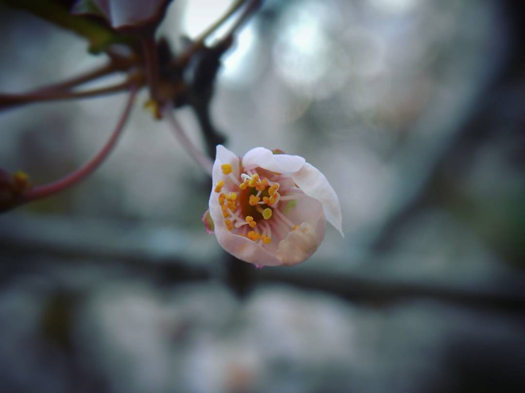 Spring