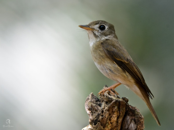 brown chested flycatcher