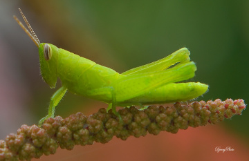 Green grasshopper