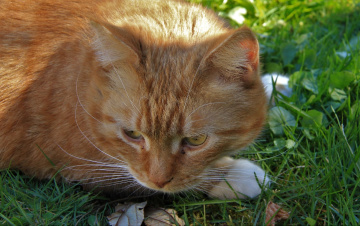 Friend