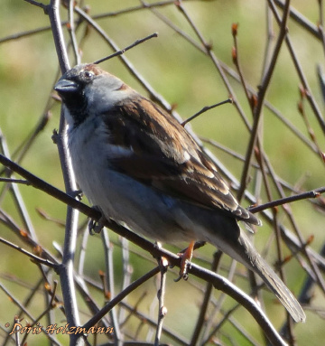 Spatz