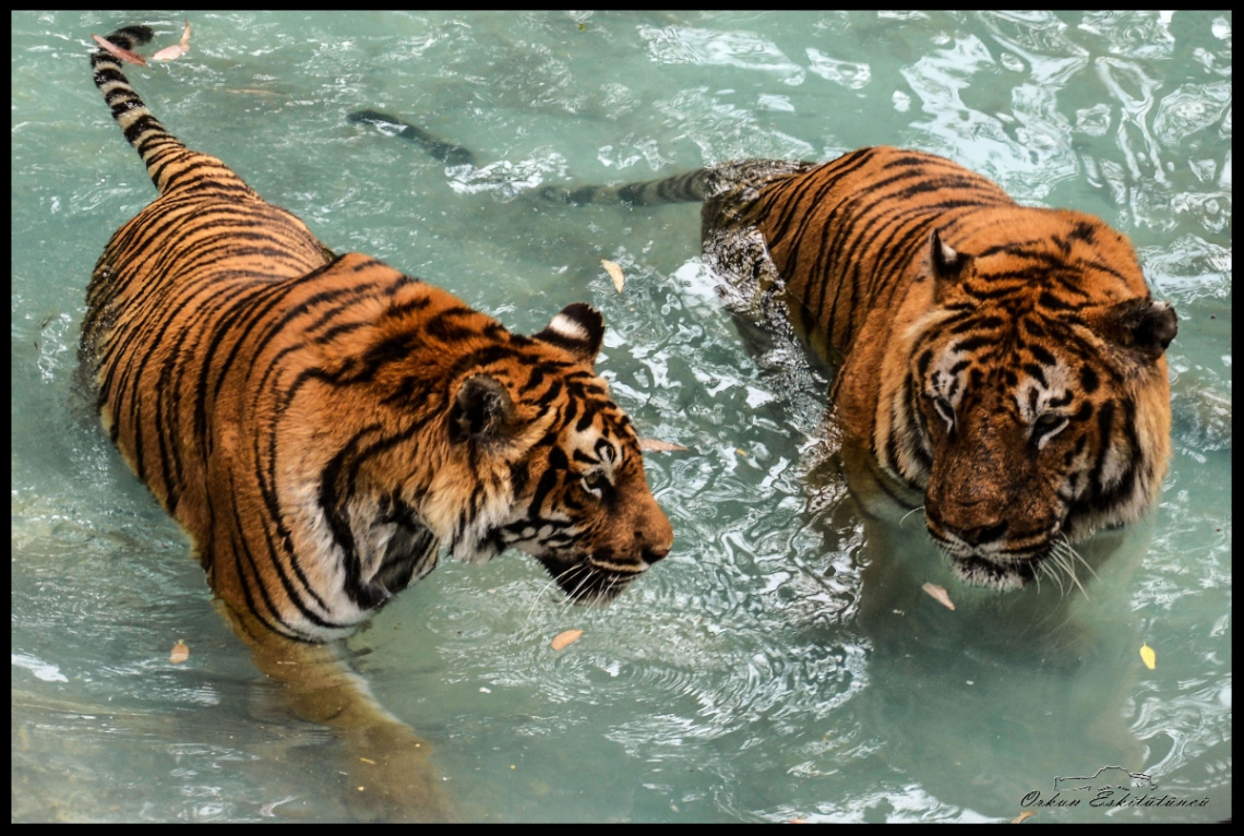 Tigers