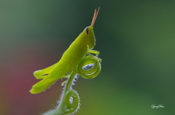 Green Grasshopper