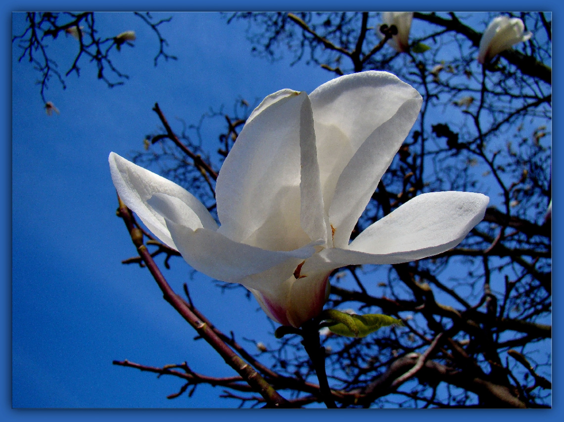 BLÜTE 