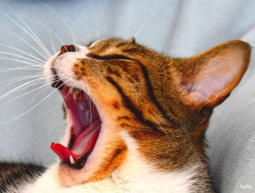 Yawning