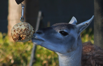 Lama