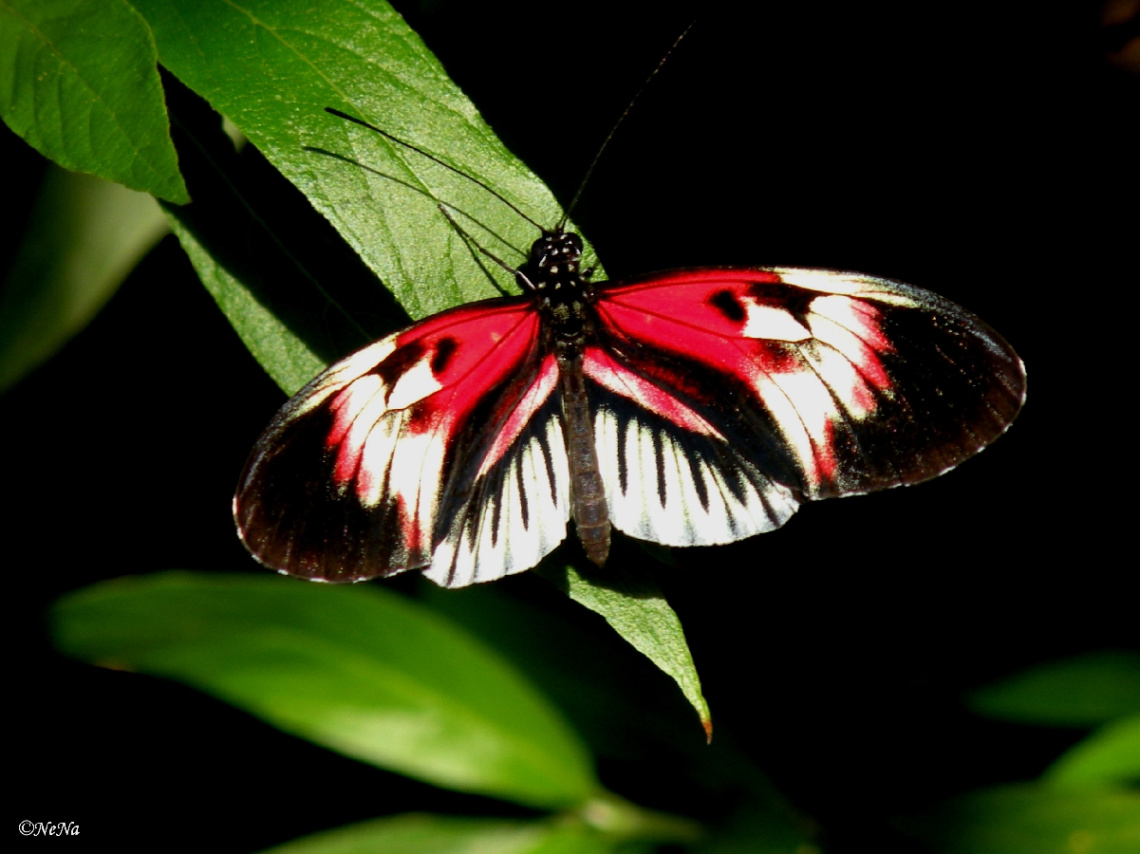  Heliconius Melpomene 