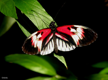  Heliconius Melpomene 