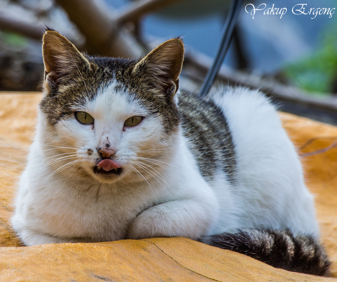 MART KEDİSİ