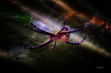 Spider