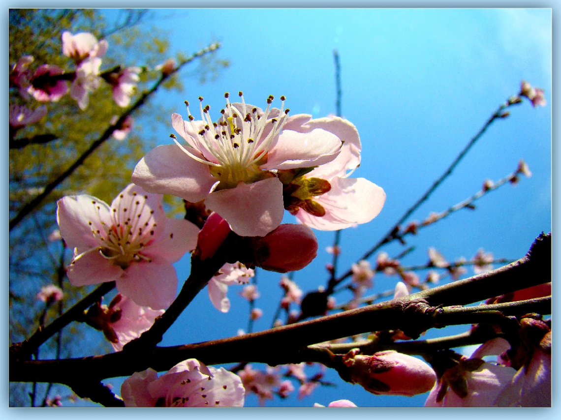 BLÜTEN 