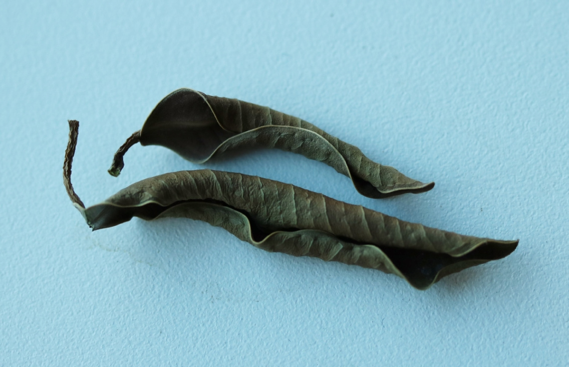 Two from Autumn