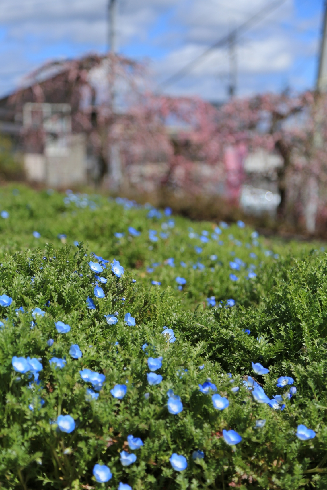 Nemophila
