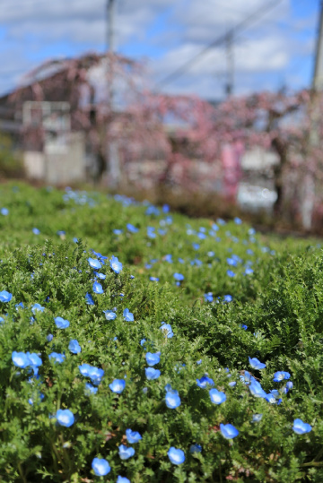 Nemophila