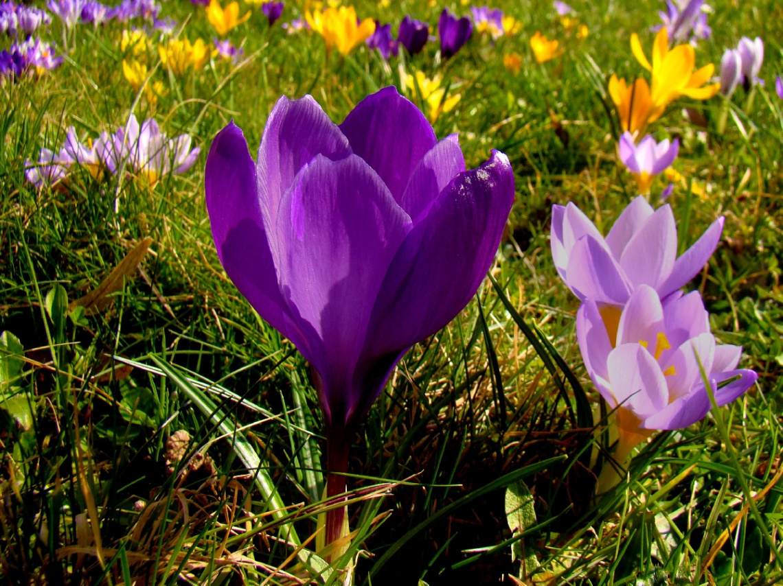 KROKUSSE