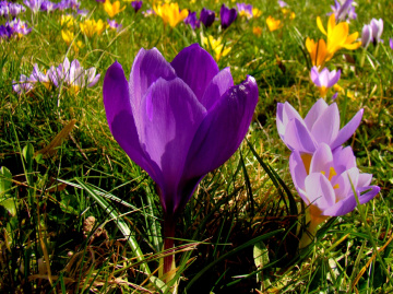 KROKUSSE