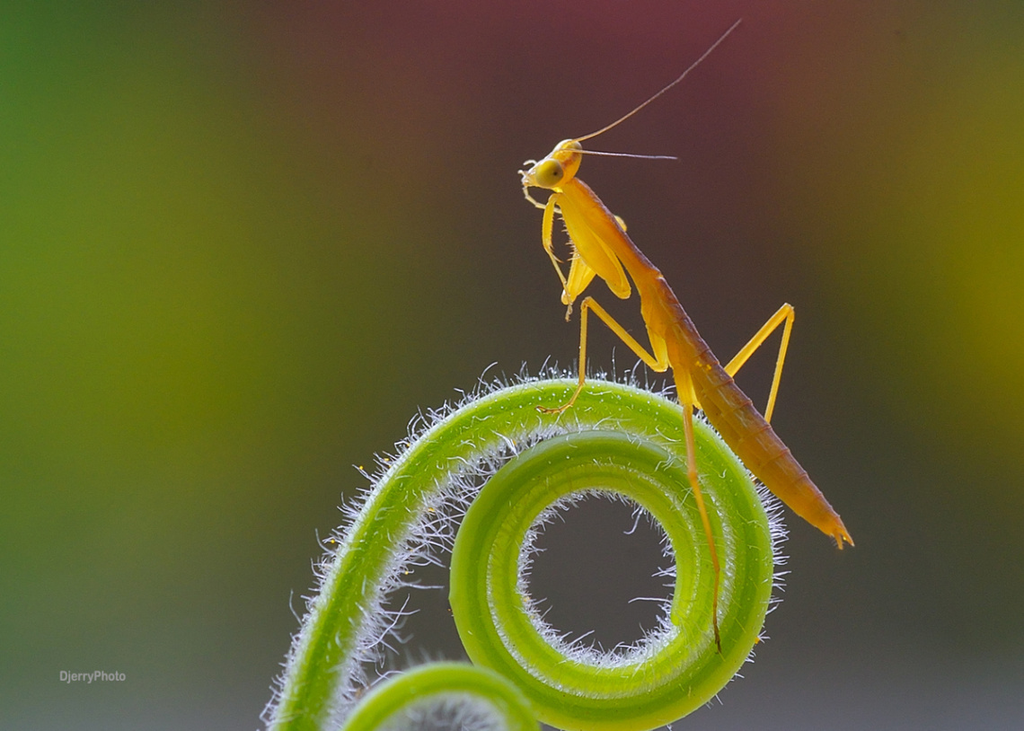 Mantis