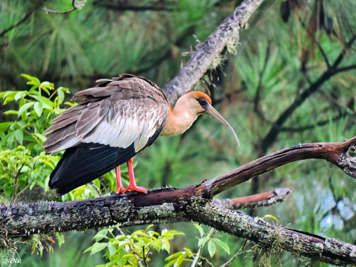 Black-coated Ibis...