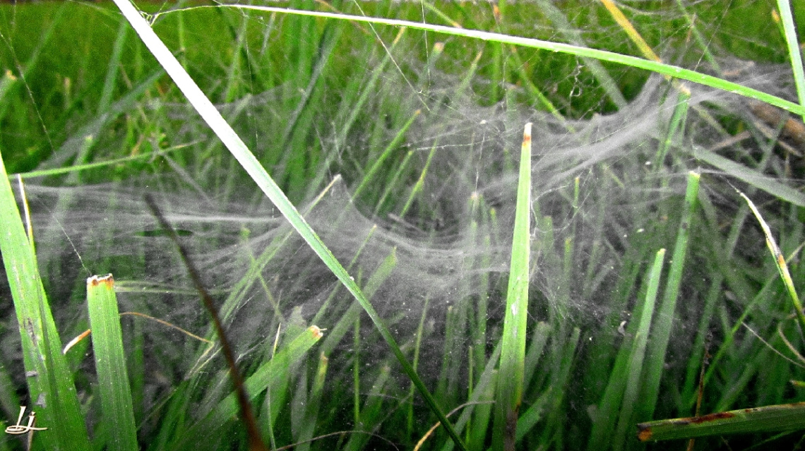 Delicate trap.....