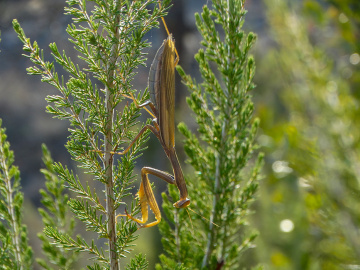 Mantis