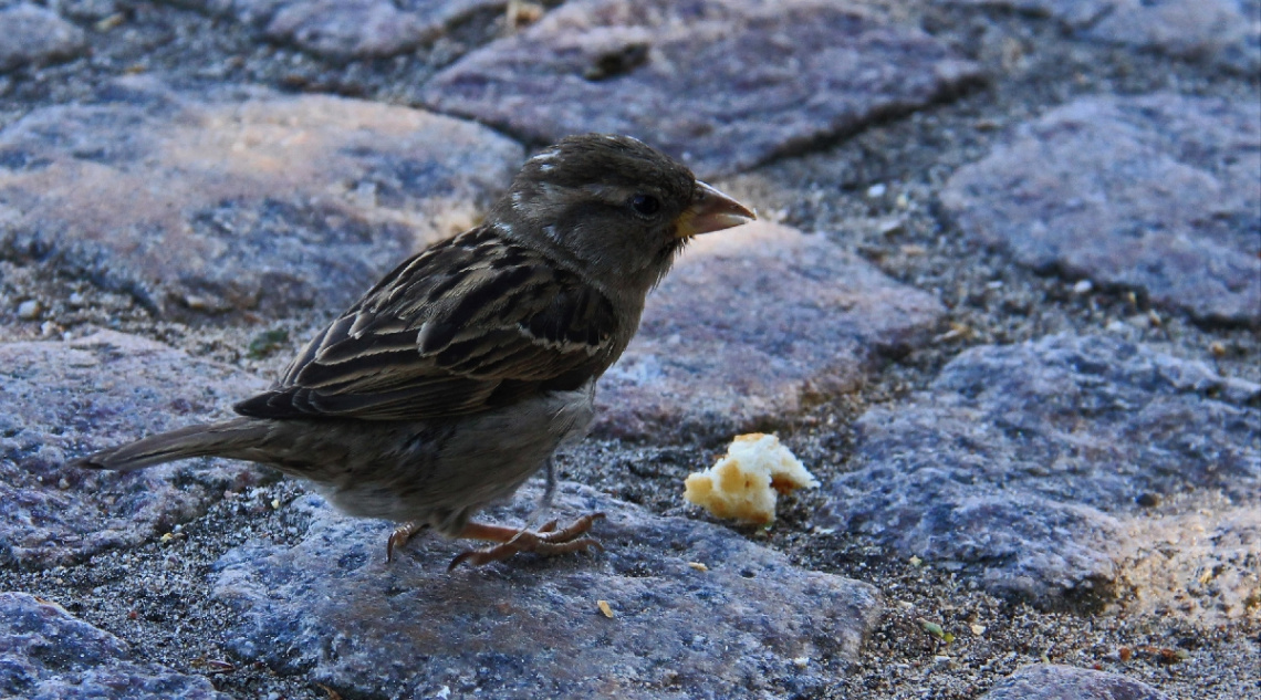 Little hungry chap