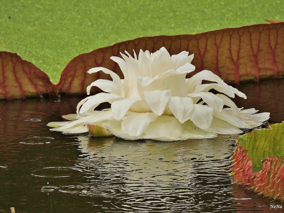Vitória-régia Flower