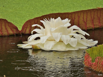 Vitória-régia Flower