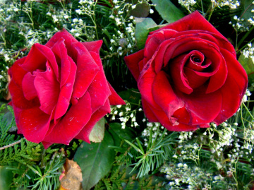 ROSEN