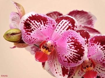 Orchids
