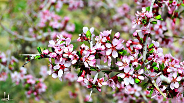 Wild Spring....