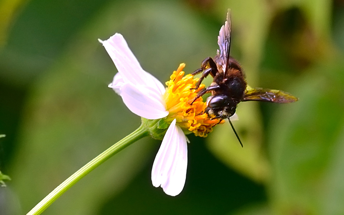 Black Bee