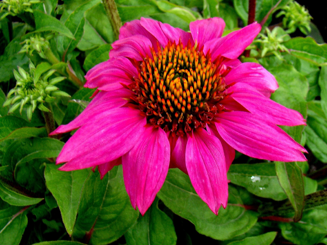 BLÜTE