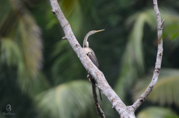water bird