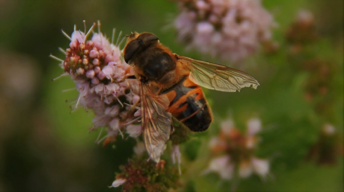 Macro